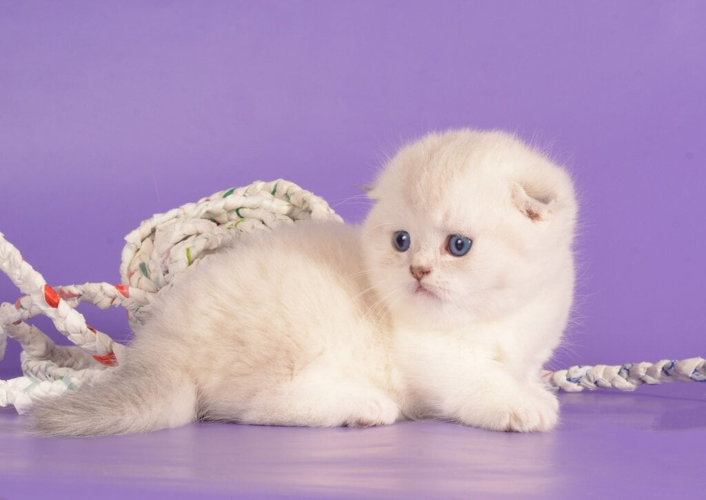 Vincent Munchkin Male (Available) $4200