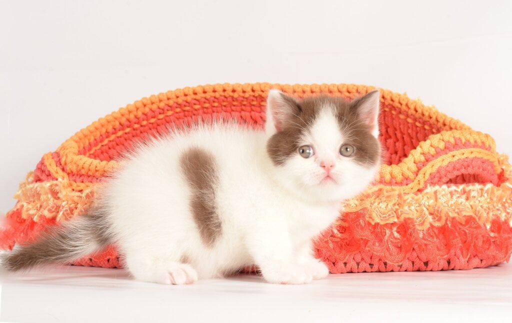 Urban Scottish Straight  Male (Availablbe) $2700
