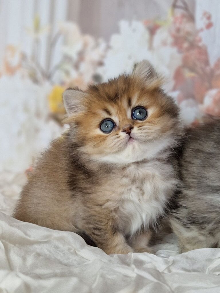 Kiss British Longhair  Male (Available) $2750