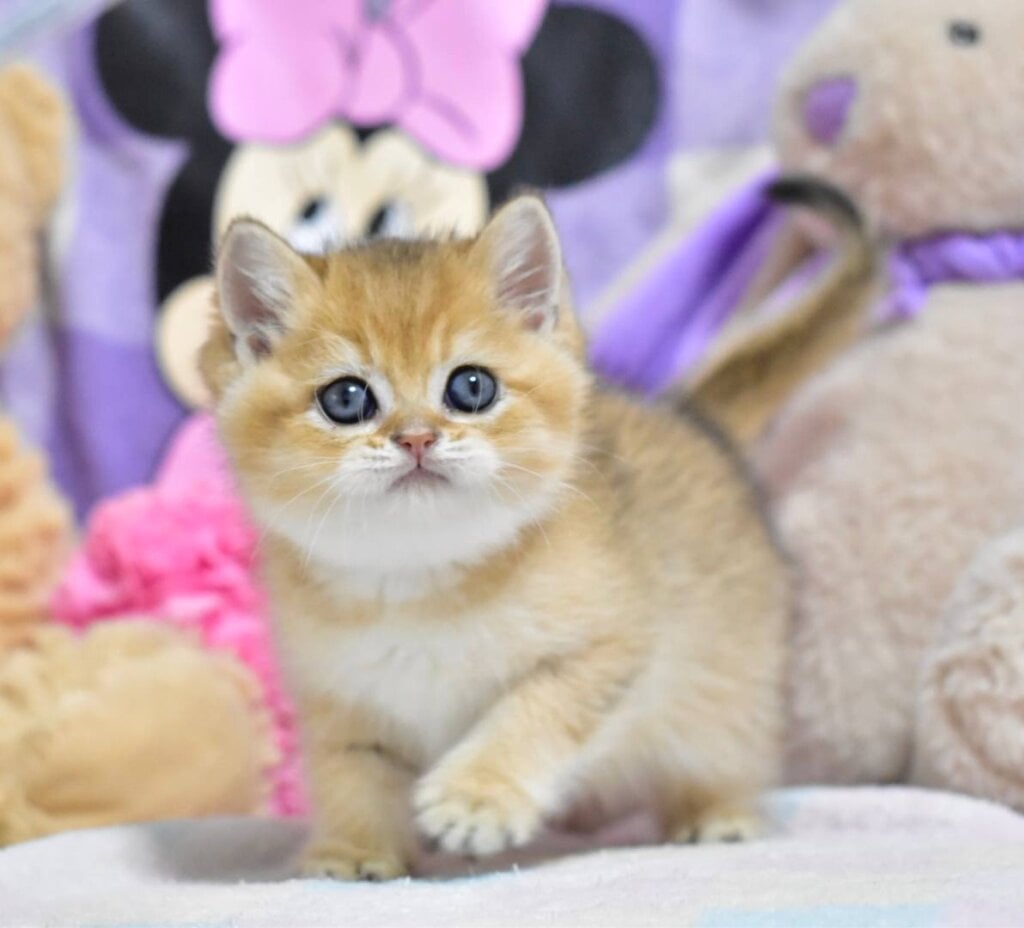 Best British Shorthair  Male (Available) $2750