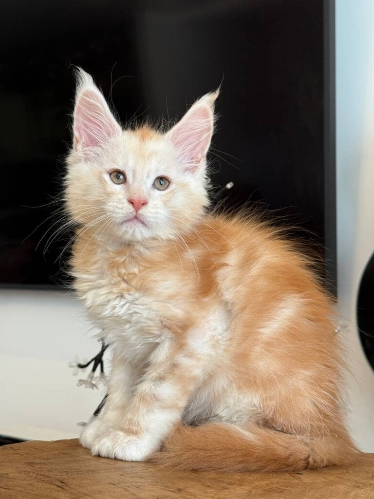 Oxx Maine Coon POLY Male (Available) $3450