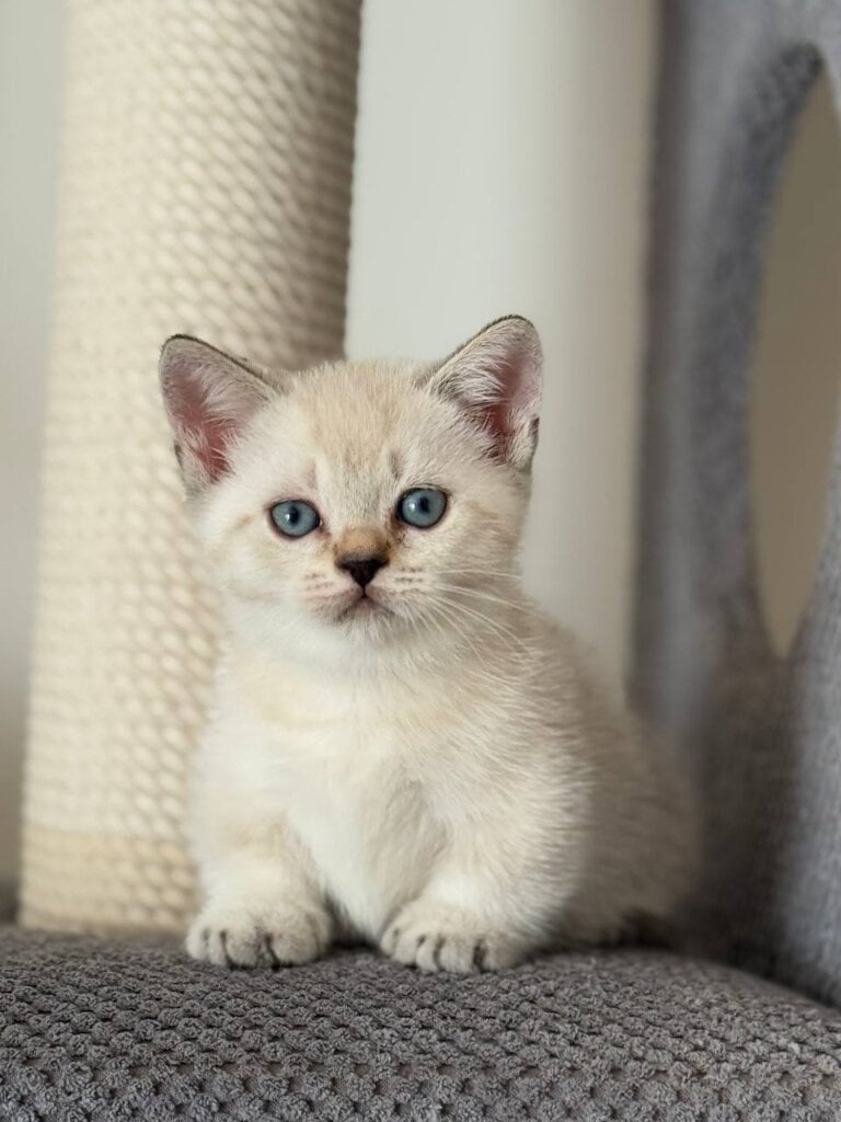 Smile Munchkin Male (Available) $3300