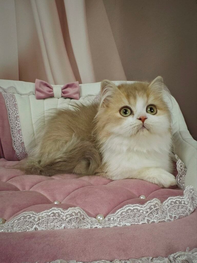 Orbit British Longhair  Male (Available) $2800