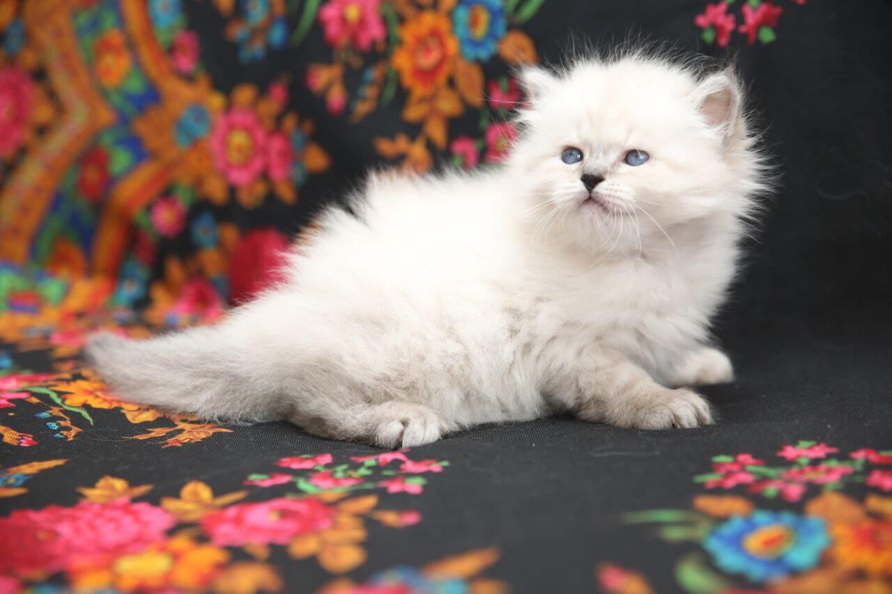 Kahava Siberian Female (Available) $3500