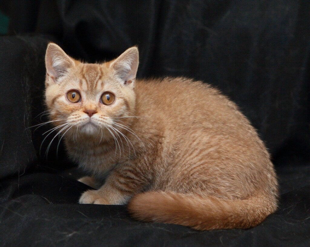 Murkit British Shorthair  Male (Available) $2450