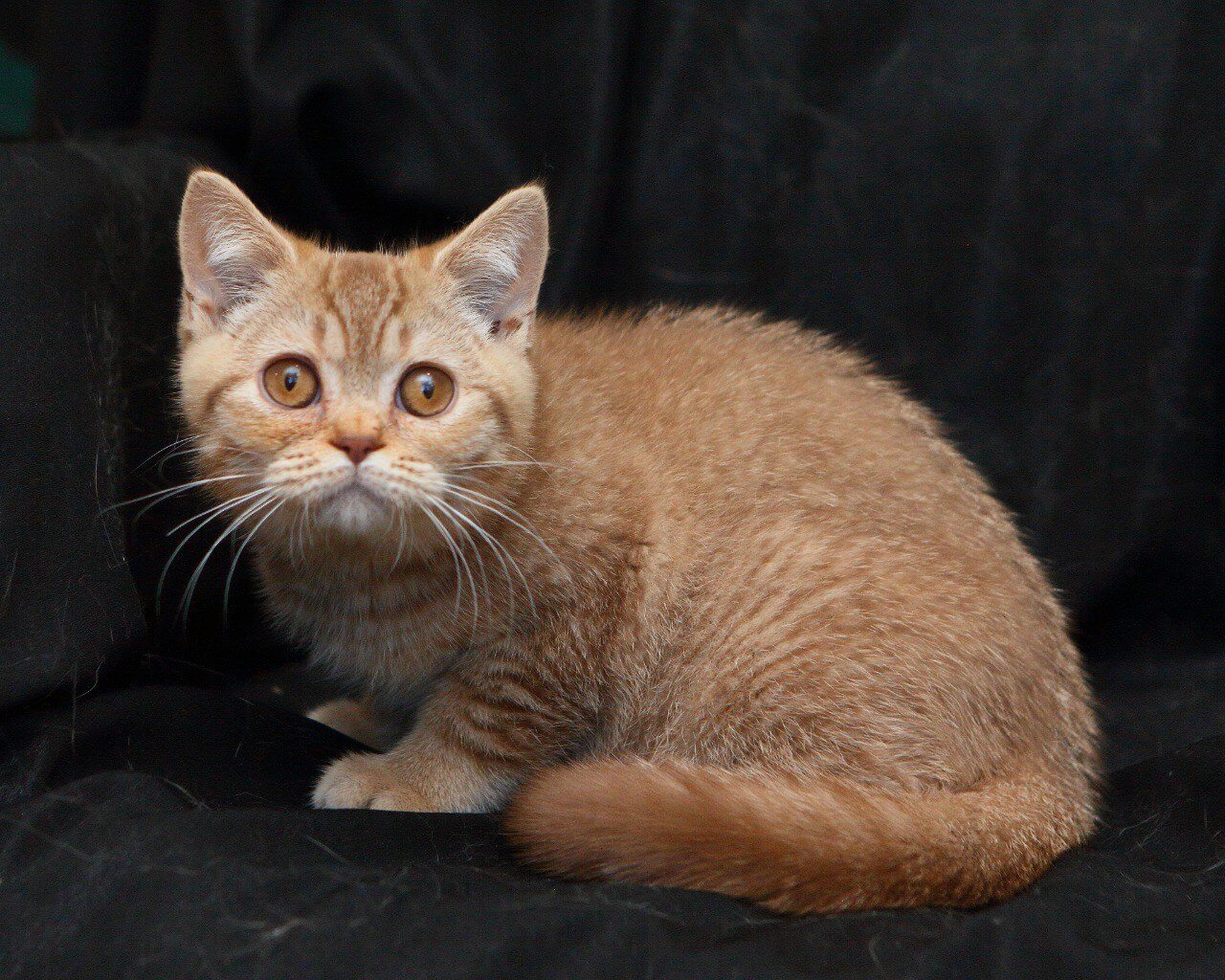 Murkit British Shorthair  Male (Available) $2450