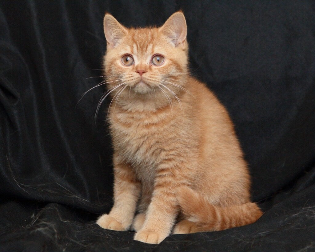 Mavik  British Shorthair  Male (Available) $2400