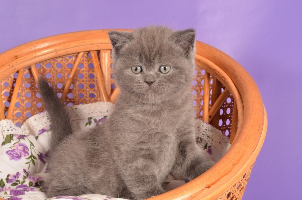 Tristan Scottish Straight  Male (Available) $2700