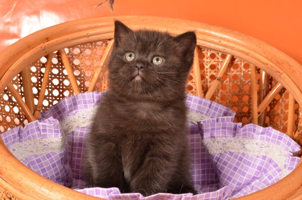 Teodora Scottish Straight  Female (Available) $2500