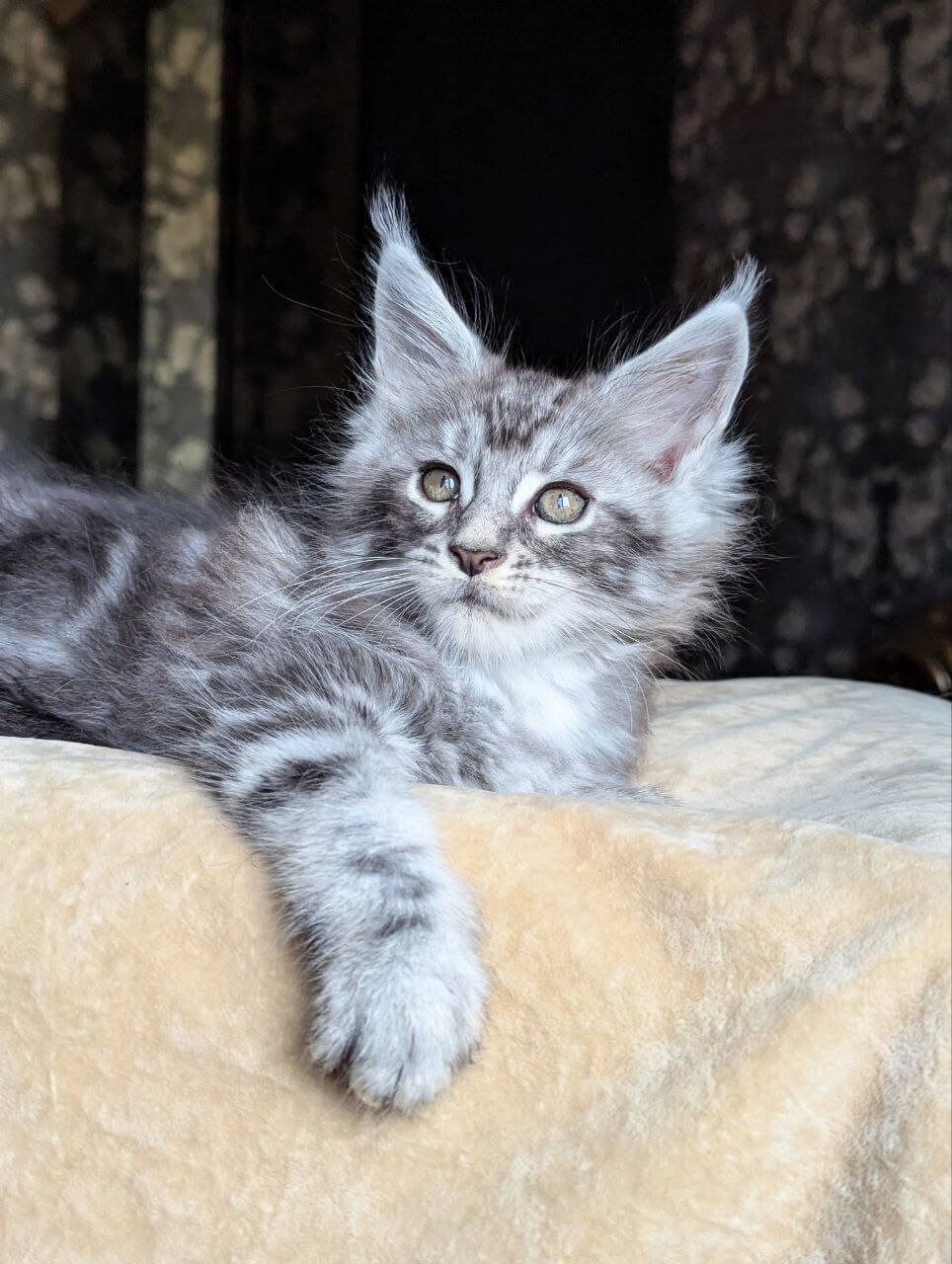 Zoltan Maine Coon  Male (Available) $2900