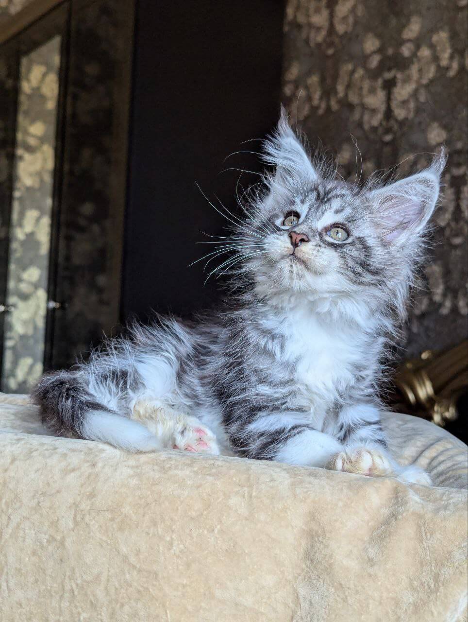 Zorian Maine Coon Male (Available) $2900