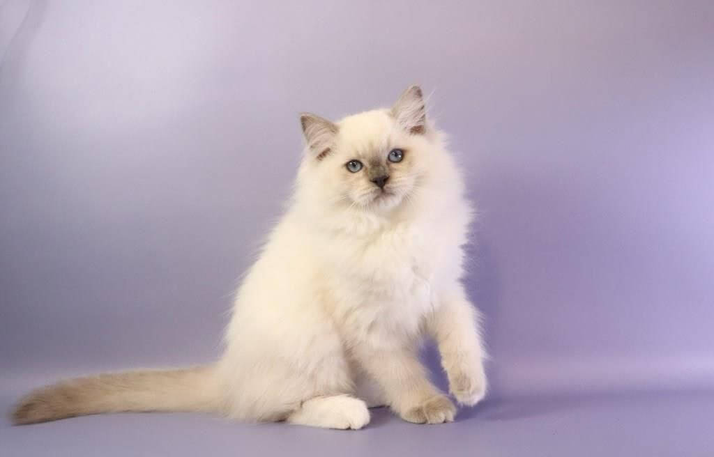 Ice cream Ragdoll Male (Available) 00 - photo 1