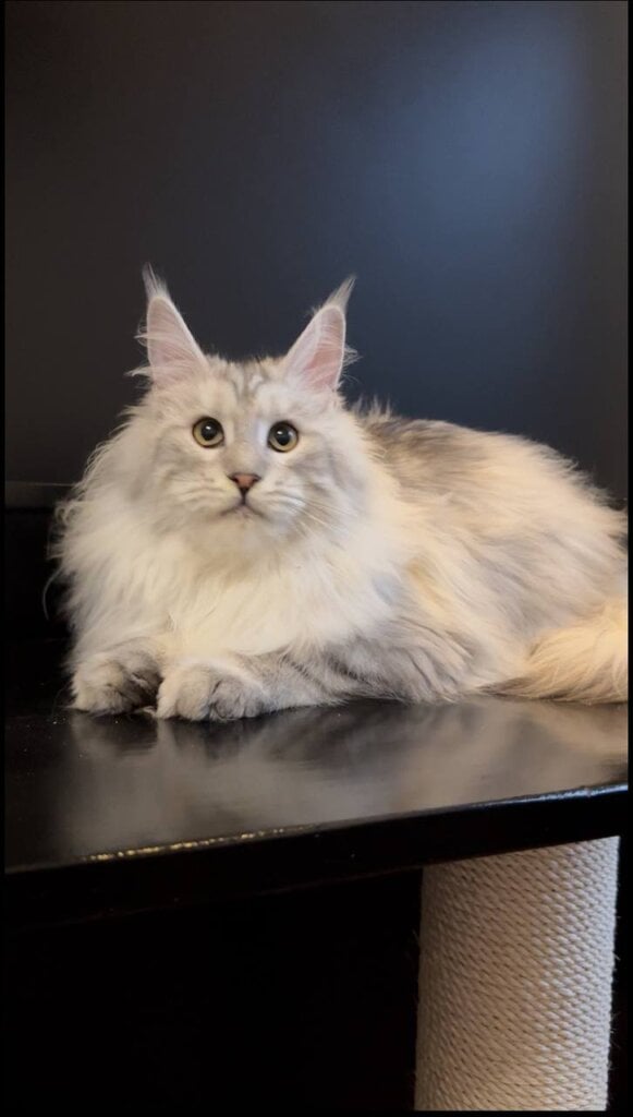 West Maine Coon Male (Available) 00 - photo 1
