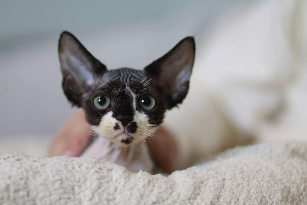 Kevin Devon Rex Male (Available) 00 - photo 1