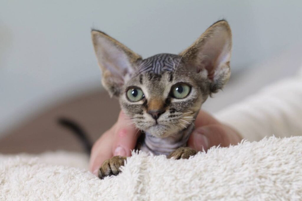 Kate Devon Rex Female (Available) 00 - photo 1