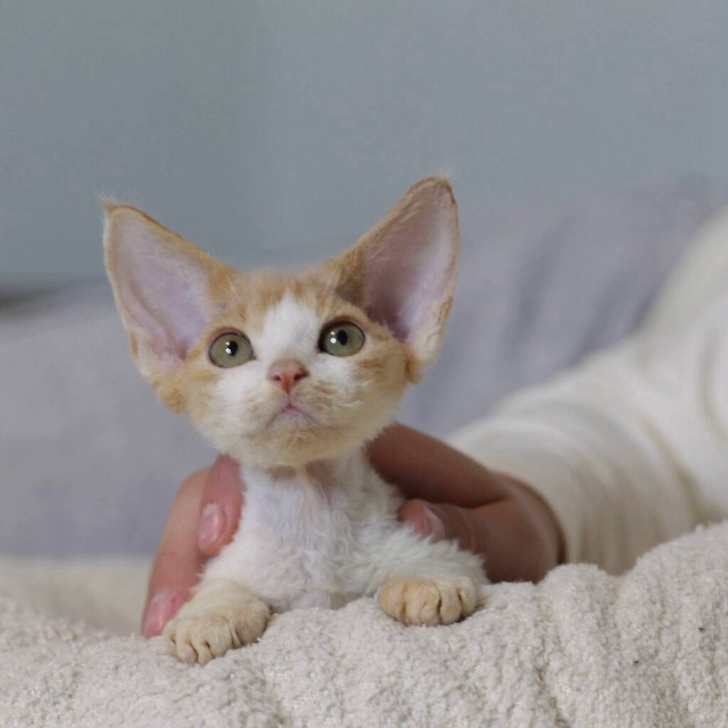 Jack Devon Rex Male (Available) 00 - photo 1