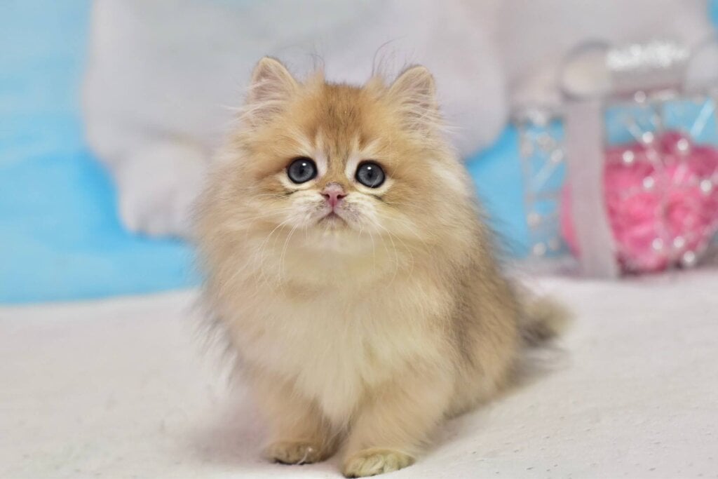 Casper British Longhair Male (Available) $2650