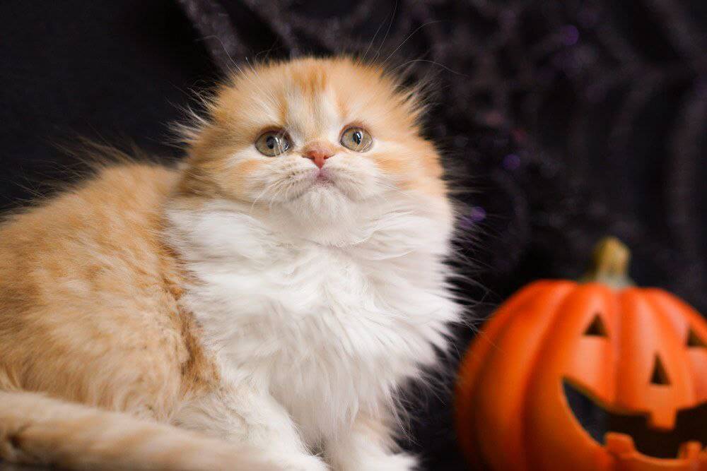 Jujube Scottish Fold Female (Available) 00 - photo 1
