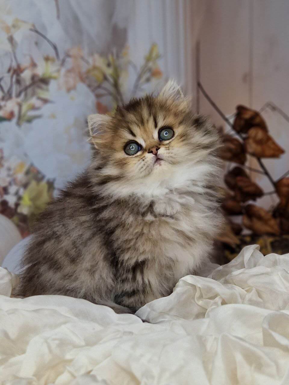 Klivia British Longhair Female (Available) $2650
