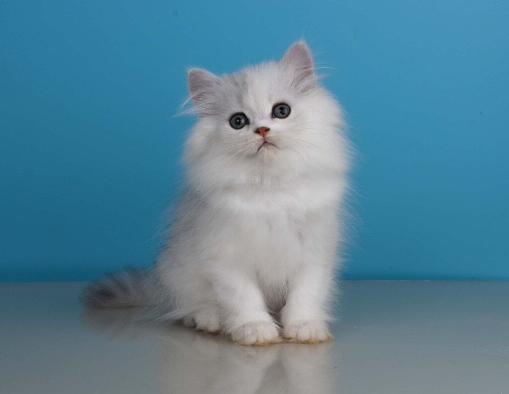 Xeppi British Longhair Male (Available) $2550