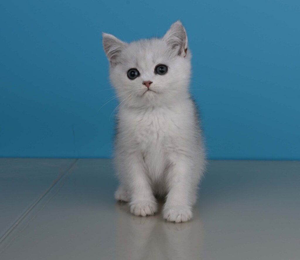 Xanti  British Shorthair  Male (Available) $2500