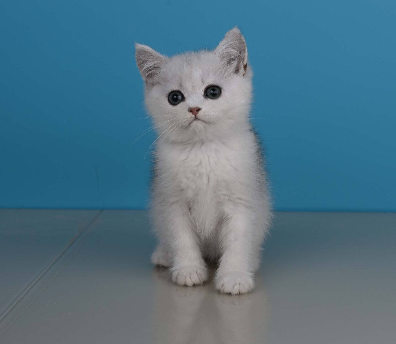 Xanti  British Shorthair  Male (Available) $2500