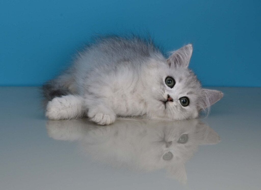 Xаntia British Longhair  Female (Available) $2500