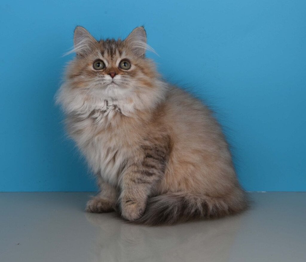 Xena British Longhair  Female (Available) $2600