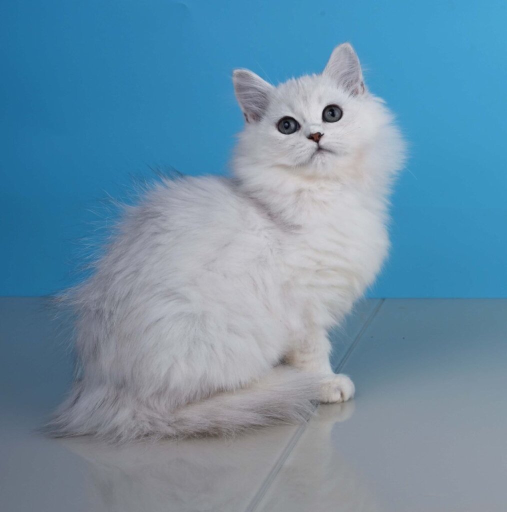 Xаsandra British Longhair  Female (Available) $2500