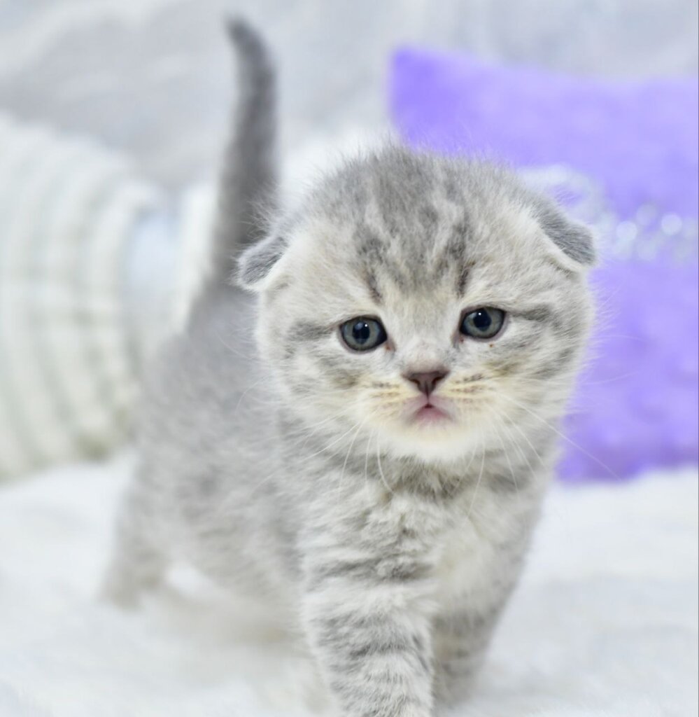 Gucci Scottish Fold  Male (Available) $2700