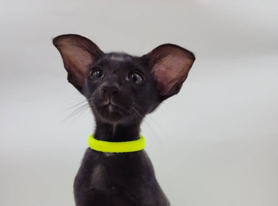 Amadeus Oriental Male (Available) $3600