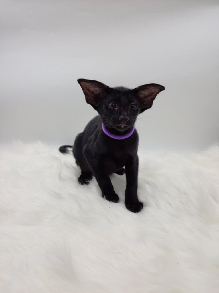 Aznav Oriental Male (Available) $3400