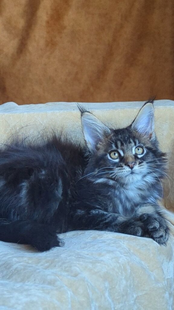 Zevs Maine Coon  Male (Available) $2850