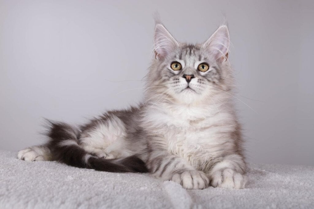 Bonny Maine Coon Female (Available) $2500