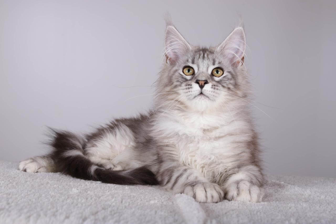 Bonny Maine Coon Female (Available) $2500