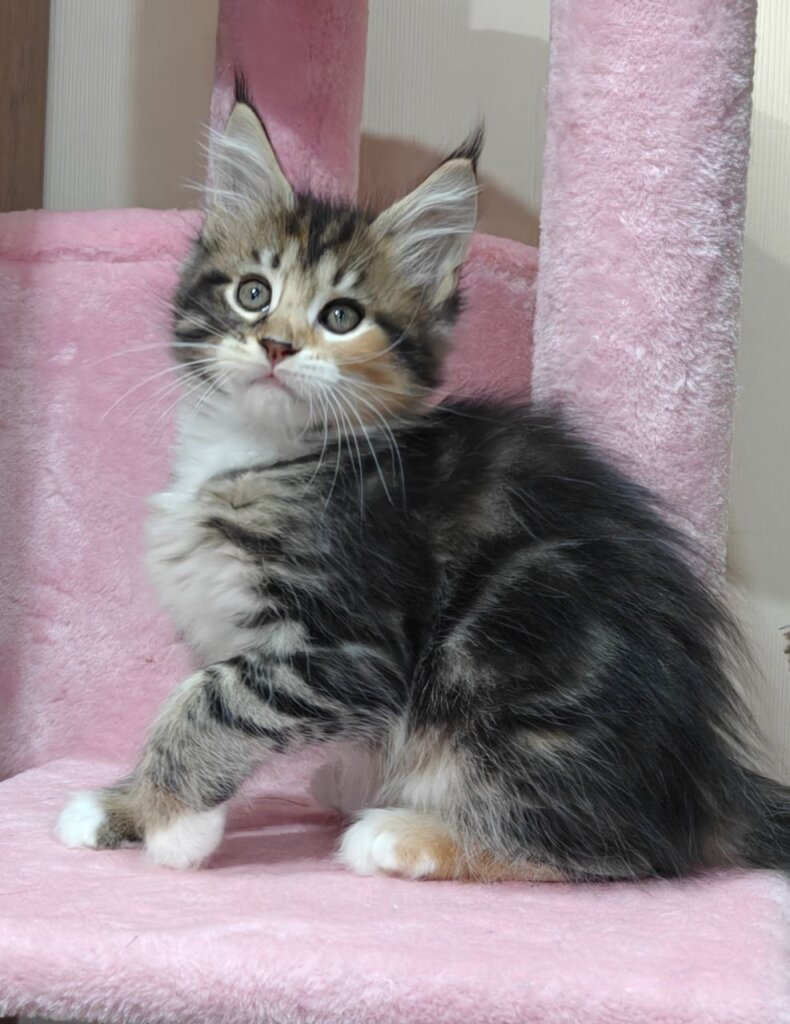Karina Maine Coon Black Tortie Female (Available) 50 - photo 1