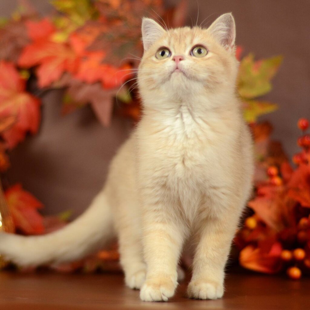 Sofi  British Shorthair  Female (Available) $2900