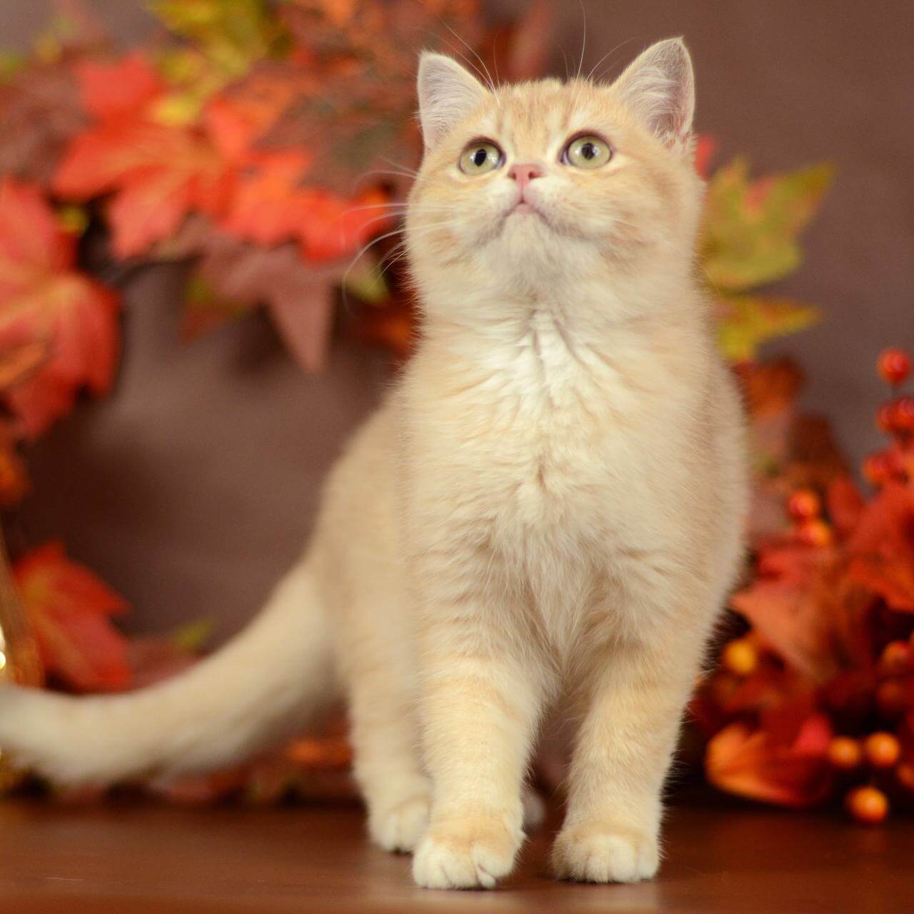 Sofi  British Shorthair  Female (Available) $2900