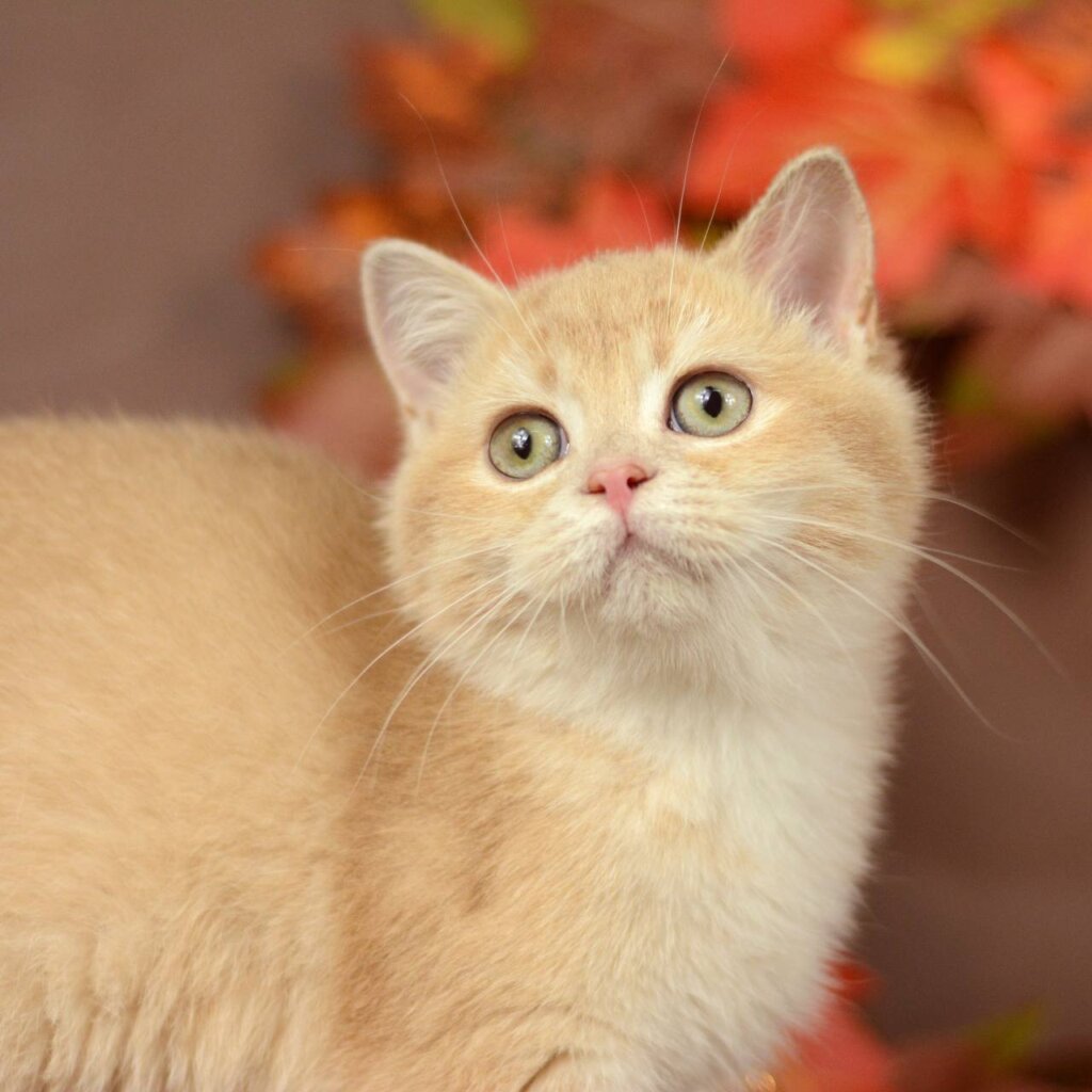 Samantha British Shorthair  Female (Available) $2650