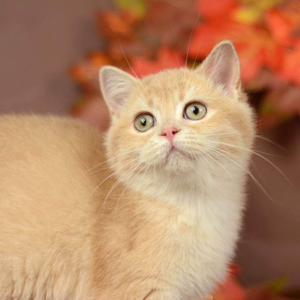 Samantha British Shorthair  Female (Available) $2650