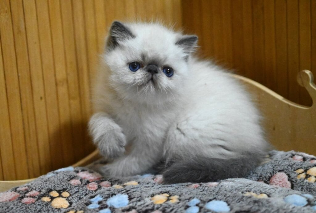 Udo Exotic Male (Available) $3150