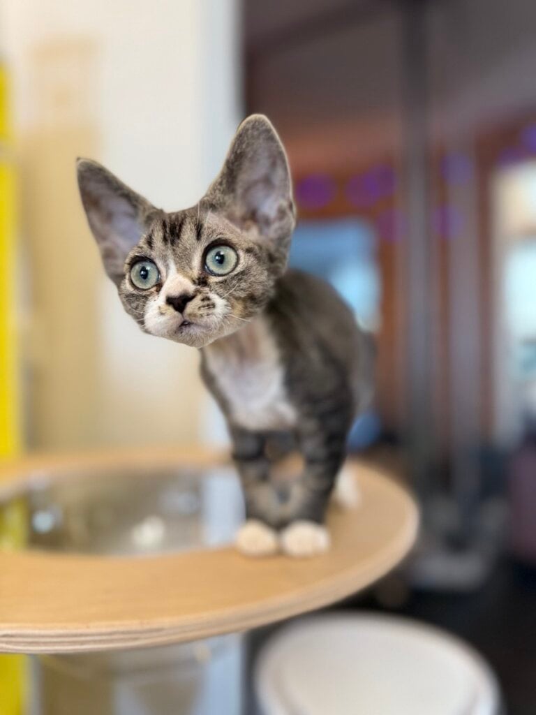 Snickers Devon Rex Male (Available) $2800