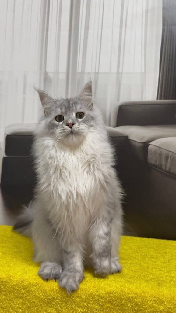 Rokot Maine Coon  Male (Available) $2700