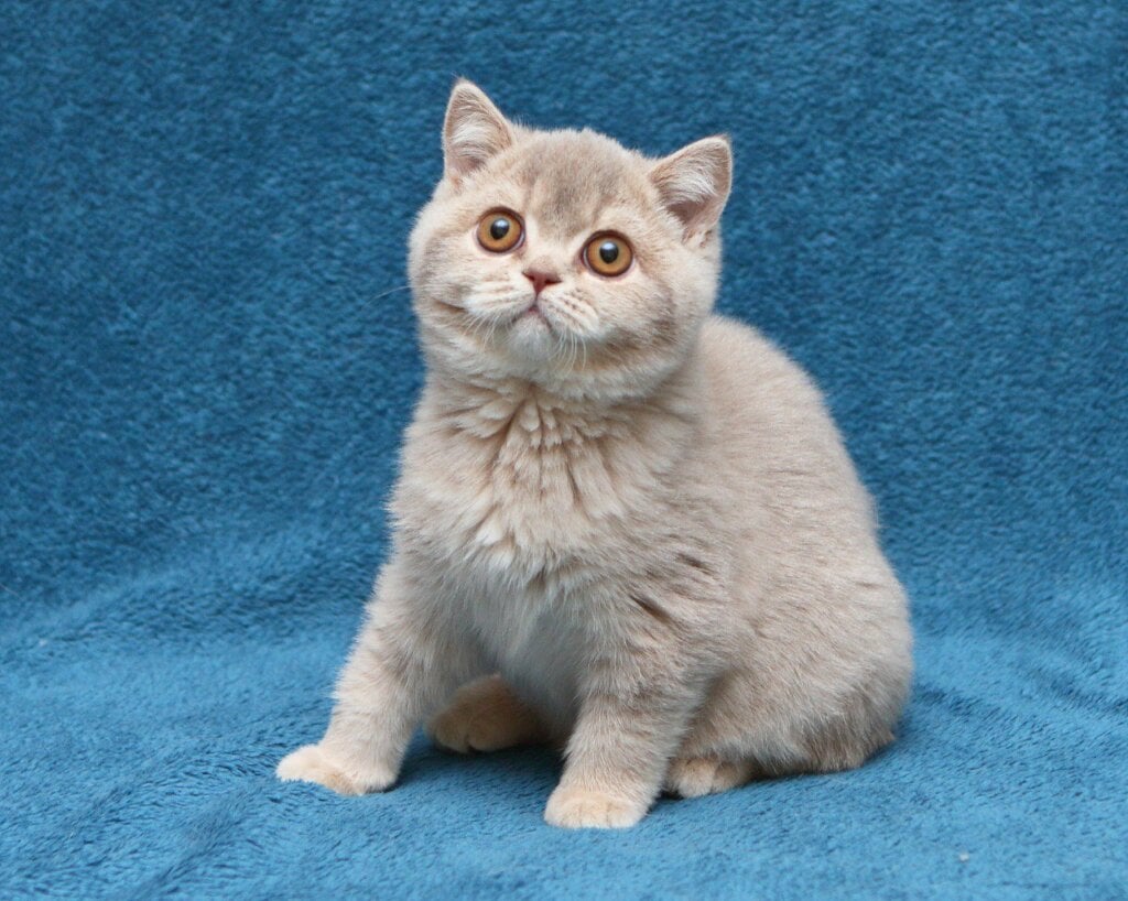 Nyasha British Shorthair Female (Available) $2900