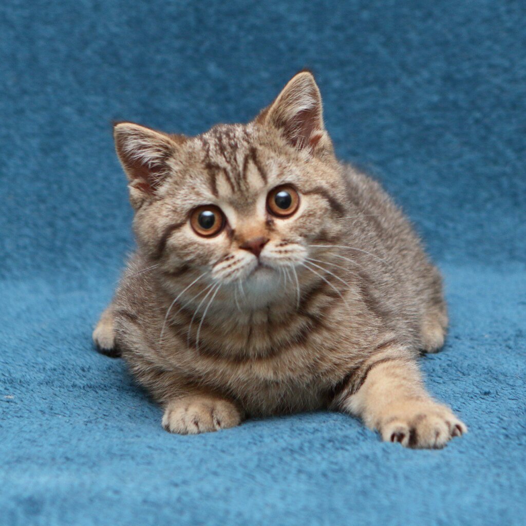 Nalim British Shorthair Male (Available) $2800