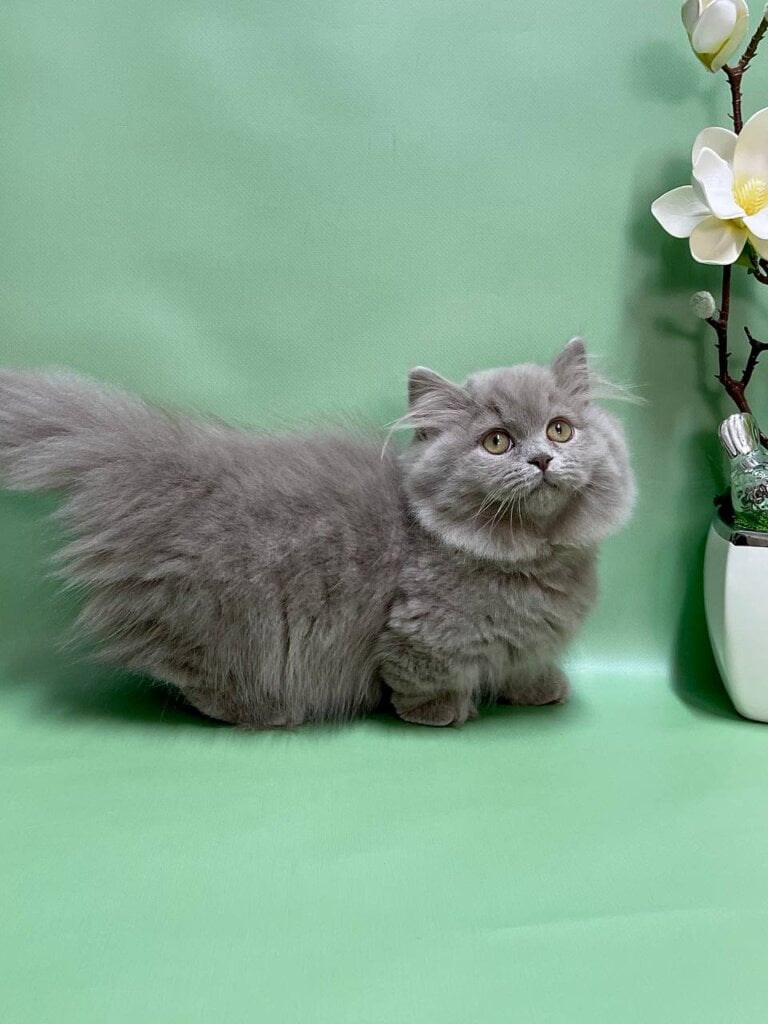 Lavender Munchkin Female (Available) $3800