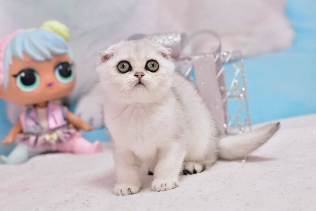 Annabel Scottish Fold Female (Available) $2600