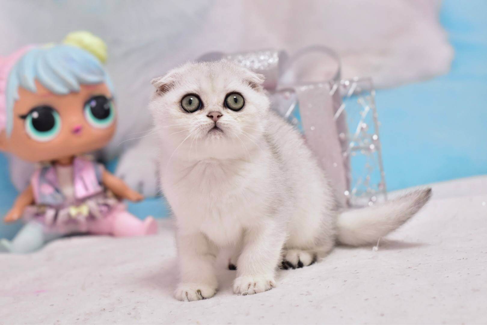 Annabel Scottish Fold Female (Available) $2600