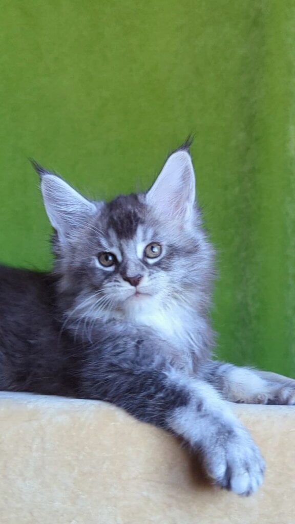 Zvezdachet Maine Coon  Male (Available) $2900
