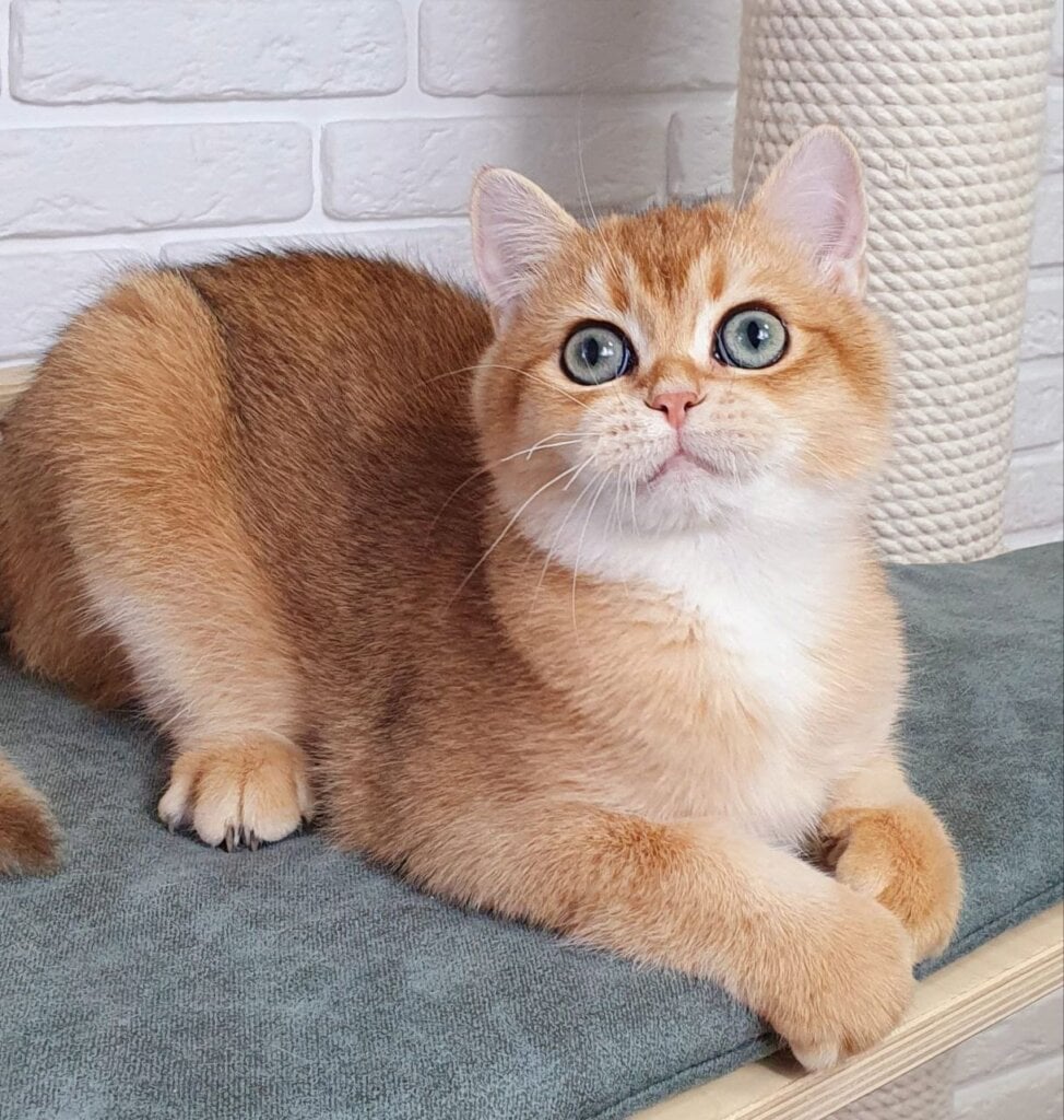 Rokki British Shorthair  Male (Available) $2500